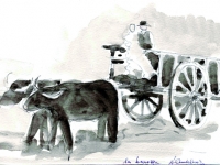 maremma05